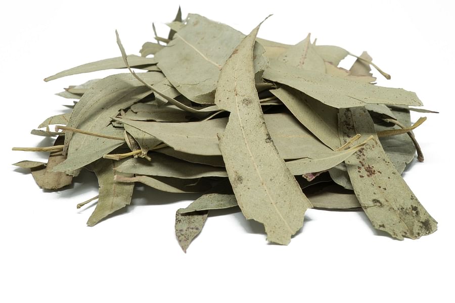 Eucalyptus herb